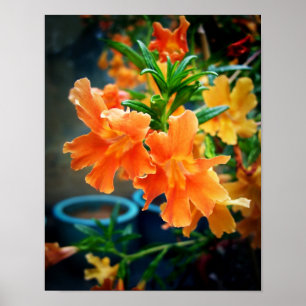 Poster Flores do Musk