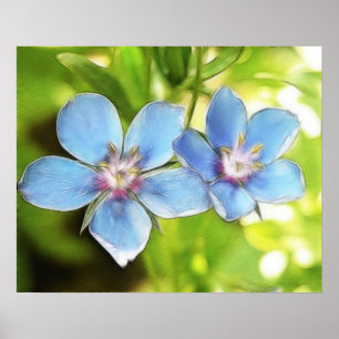 Pôster Flores do Pimpernel azul (monelli do Anagallis)