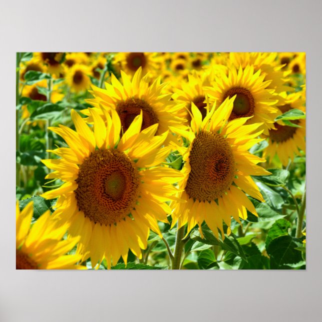 Poster Flores do sol de close-up na França (Frente)