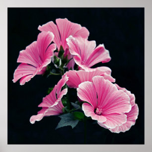 Poster Flores dos rosas do Mallow no fundo preto