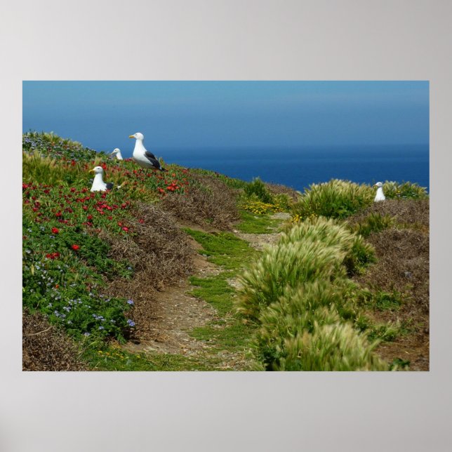 Pôster Flores e gaivotas na Ilha Anacapa (Frente)
