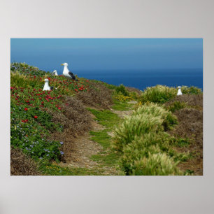 Pôster Flores e gaivotas na ilha de Anacapa