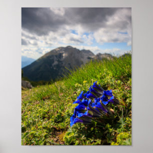 Poster Flores e montanhas de Clusius' genciana