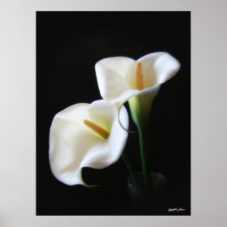 Pôster Flores Elegantes Calla Lily 13