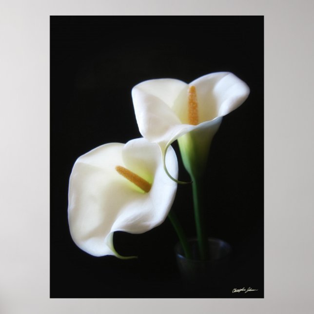 Pôster Flores Elegantes Calla Lily 13 (Frente)