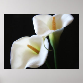 Pôster Flores Elegantes Calla Lily 13