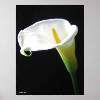Pôster Flores Elegantes Calla Lily 15
