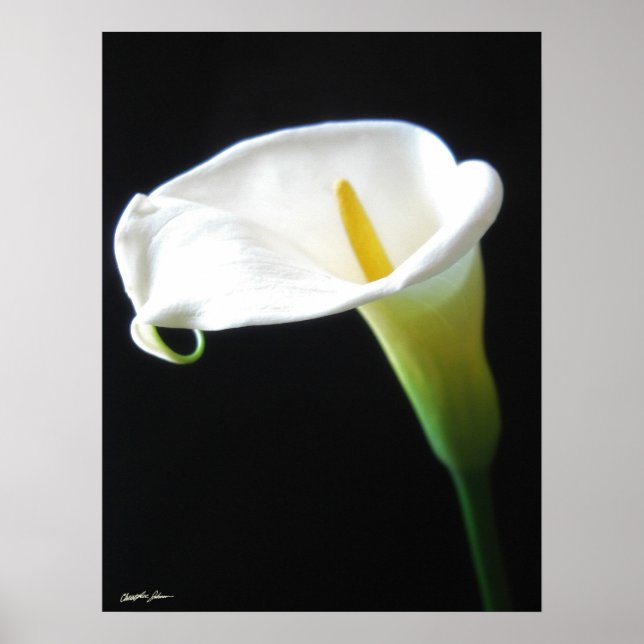 Pôster Flores Elegantes Calla Lily 15 (Frente)