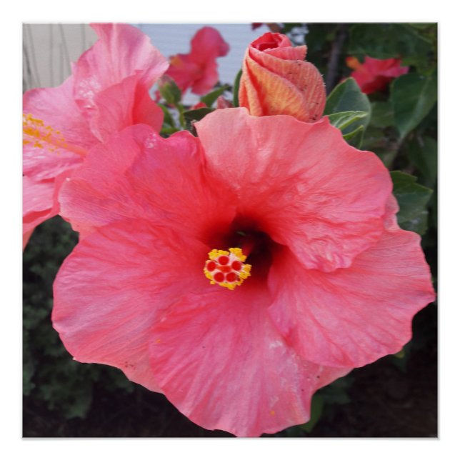 Pôster Flores em Chania Creta,Grécia (Frente)