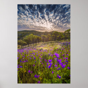 Poster Flores Flinders Ranges Austrália