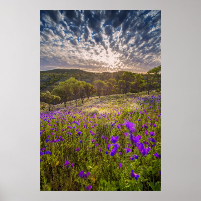 Poster Flores | Flinders Ranges Austrália (Frente)