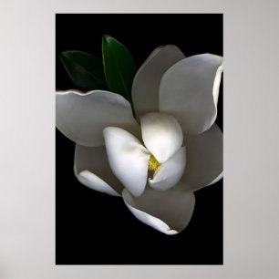 Poster Flores Flor Solteiro Magnolia Branca