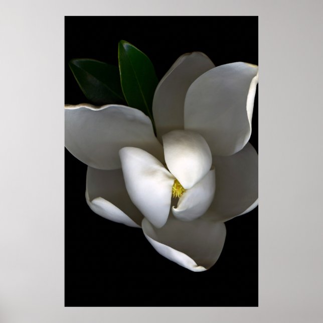 Poster Flores | Flor Solteiro Magnolia Branca (Frente)