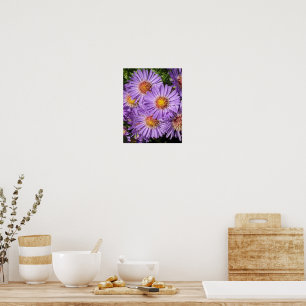 Poster Flores Florais de Áster Roxo