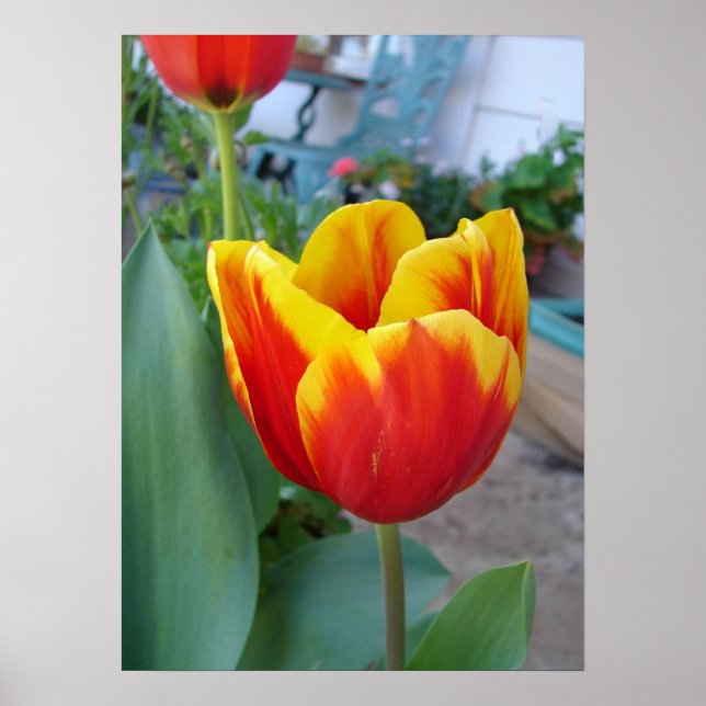 Poster Flores Florais de Tulipas Vermelhas e Amarelas Pos (Frente)
