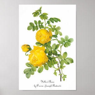 Poster Flores florais do vintage, rosas amarelos por