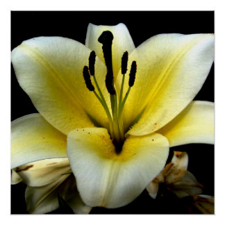 Pôster Flores Florais Papel Poster x 20" (Semibrilho)