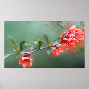 Poster Flores, flores, quince-bush primavera