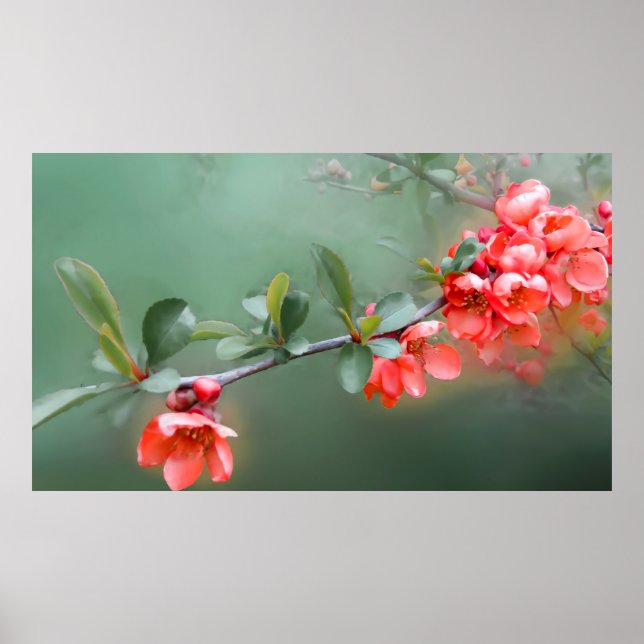 Poster Flores, flores, quince-bush primavera (Frente)