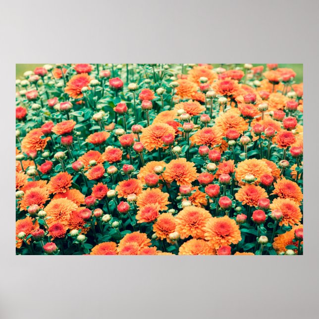 Poster Flores florescentes num outono de jardinagem, fund (Frente)