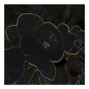 Pôster flores freesia esboçadas