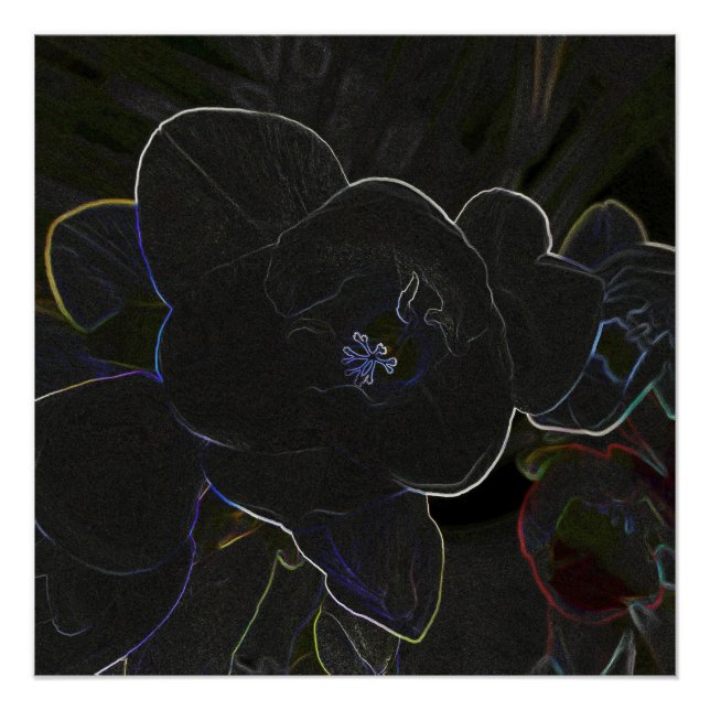 Pôster flores freesia esboçadas (Frente)