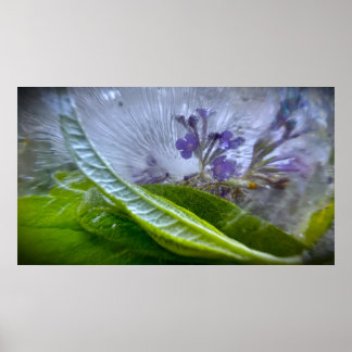 Poster Flores Geladas