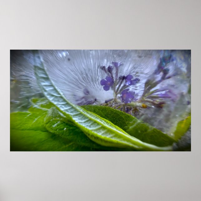 Poster Flores Geladas (Frente)