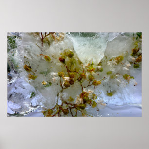 Poster Flores Geladas,