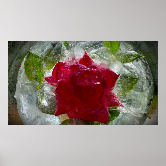 Poster Flores Geladas (Frente)