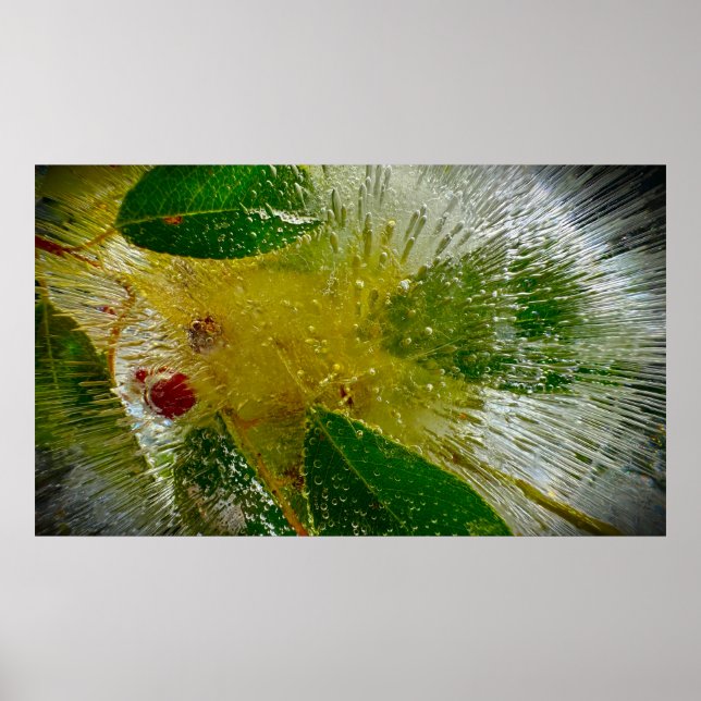 Poster Flores Geladas (Frente)