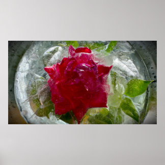 Poster Flores Geladas