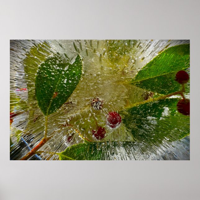 Poster Flores Geladas (Frente)