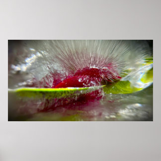 Poster Flores Geladas