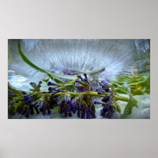 Poster Flores Geladas