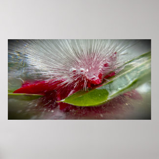 Poster Flores Geladas