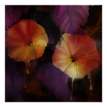 Flores Gloriosas da Manhã