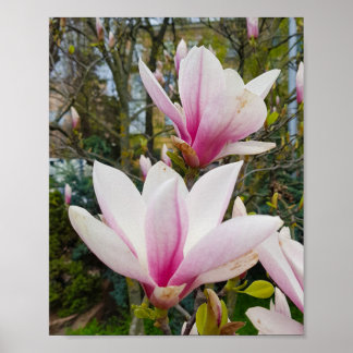 Poster Flores grandes e cor-de-rosa