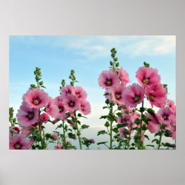 Poster Flores Hollyhock Rosa