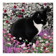 Flores II - Gato Tuxedo Kitty
