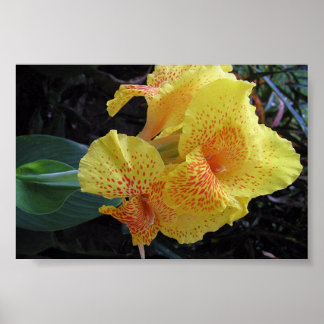 Poster Flores Insulares