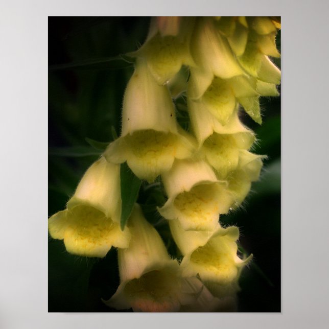 Poster Flores Intensas De Foxglove (Frente)