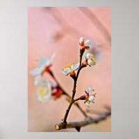 Flores Japoneses Apricot Blossoms