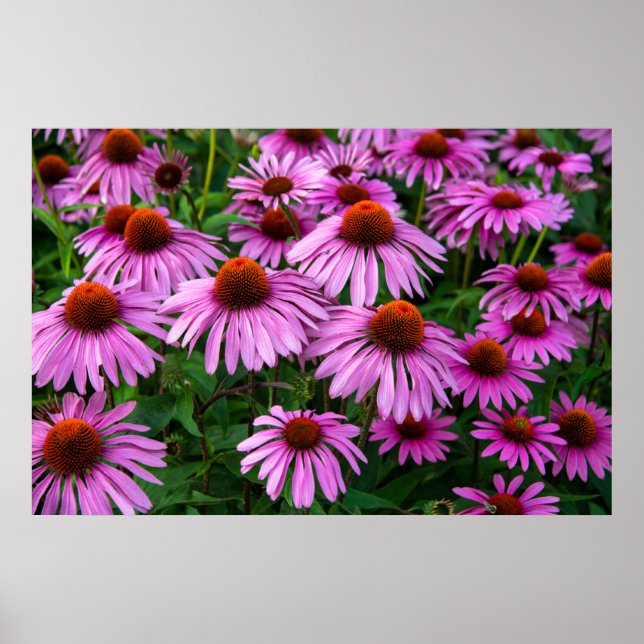 Poster Flores | Jardim de Coneflower Rosa (Frente)