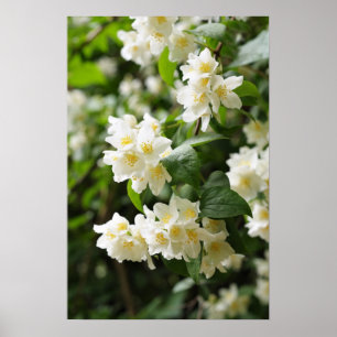 Poster Flores jasmin no jardim