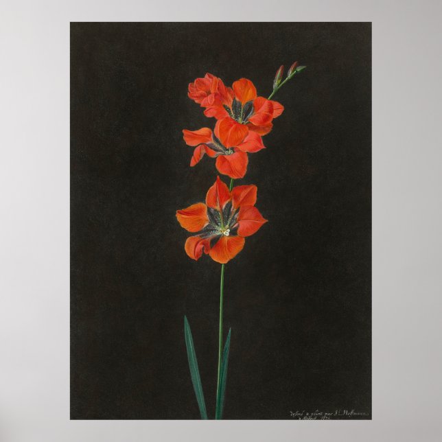 Poster Flores Lelie de Hoffmann (Frente)