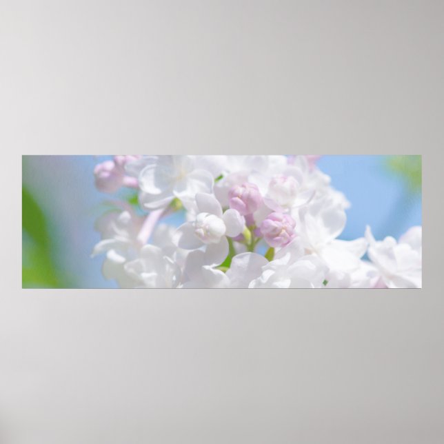 Poster Flores Lilac (Frente)