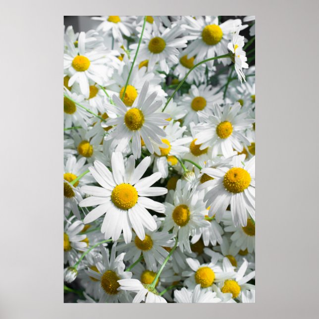 Poster Flores margaridas (Frente)