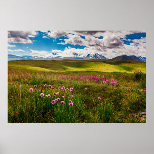 Poster Flores Montanhas Altai, Sibéria, Rússia