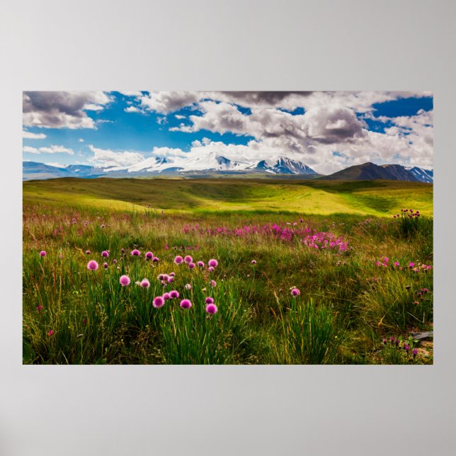Poster Flores | Montanhas Altai, Sibéria, Rússia (Frente)